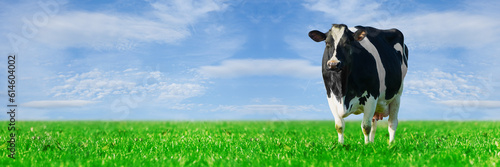 Cow on the lawn. Spotted cow grazing on beautiful green meadow. holstein cow  resting in a meadow. Black and white cow  eco farming in Nederlands.