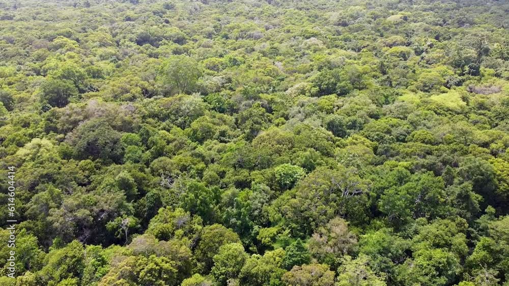 Reversing aerial view of dense tropical dry forest tree canopy on remote, uninhabited tropical island in the wilderness Reversing aerial view of dense tropical dry forest tree canopy on remote, uninhabited tropical island in the wilderness