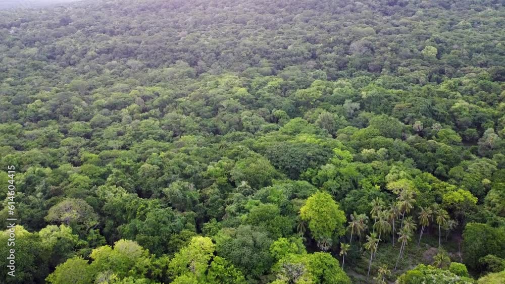 Aerial rising over dense green forest of eucalyptus trees and coconut palm trees on the remote uninhabited tropical Jaco Island in Timor-Leste, Southeast Asia Aerial rising over dense green forest of eucalyptus trees and coconut palm trees on the remote uninhabited tropical Jaco Island in Timor-Leste, Southeast Asia