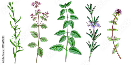 drawing wild thyme  wild oregano rosemary tarragon and lemon balm   medicinal plants  aromatic herbs  hand drawn illustration