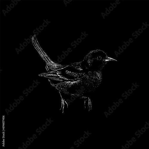Orchard Oriole hand drawing vector isolated on black background.