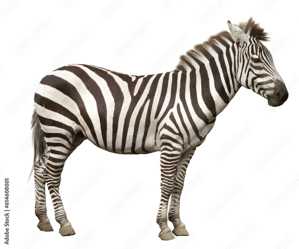 Obraz premium グランドシマウマ