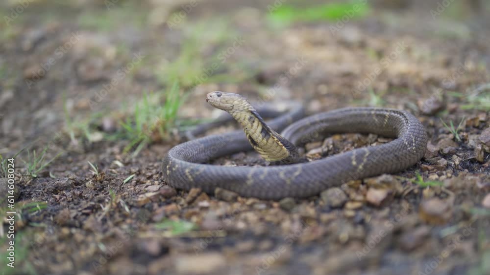 Cobra, poison snake in nature forest. Animal Cobra, poison snake in nature forest. Animal