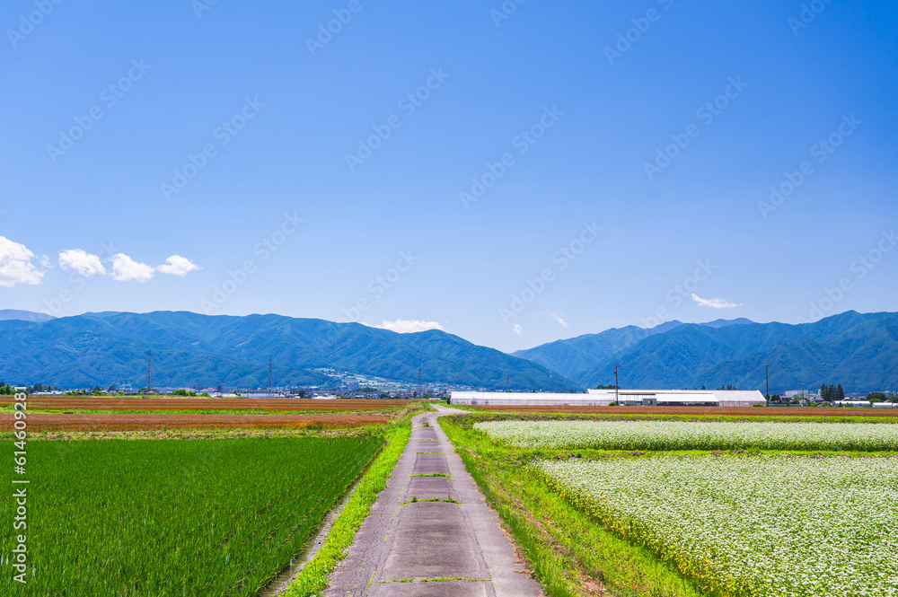 Fototapeta premium 初夏の安曇野の田園風景