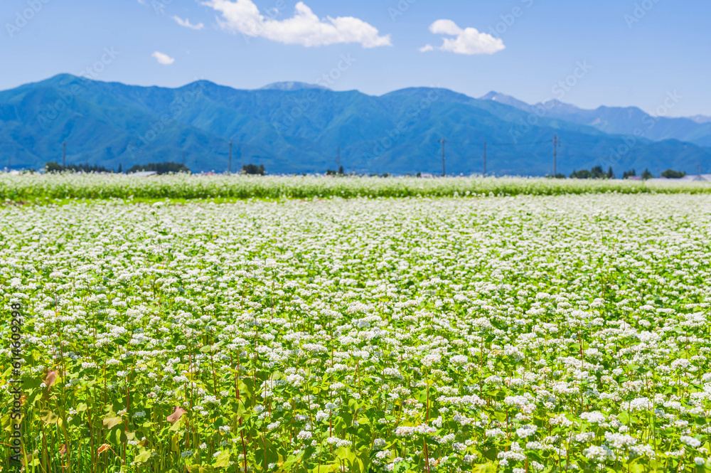 花咲く初夏の安曇野 ソバの花 花咲く初夏の安曇野 ソバの花
