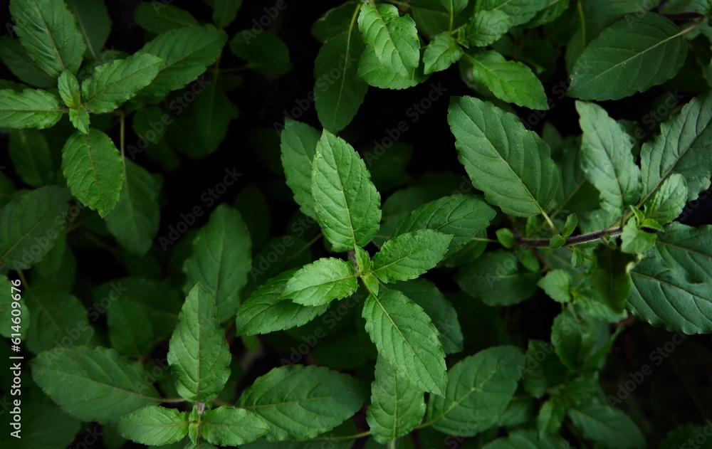 Full frame shot of holy basil leaves