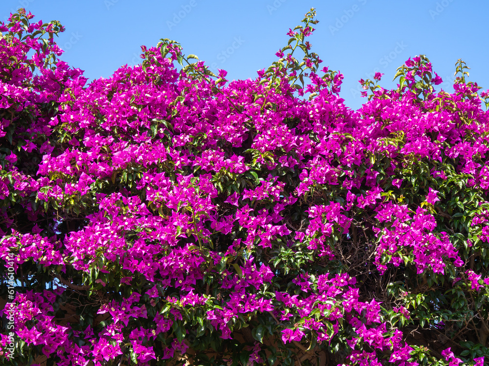 Bougainvillea in full bloom during the summer season Bougainvillea in full bloom during the summer season