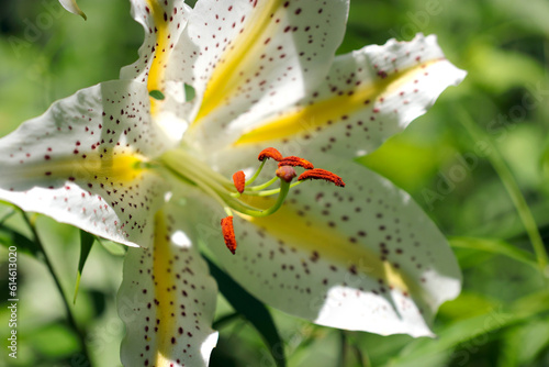 Wallpaper Mural Glossy daylily flower with yellow and purple spots on a white background. Close up macro photography. Torontodigital.ca