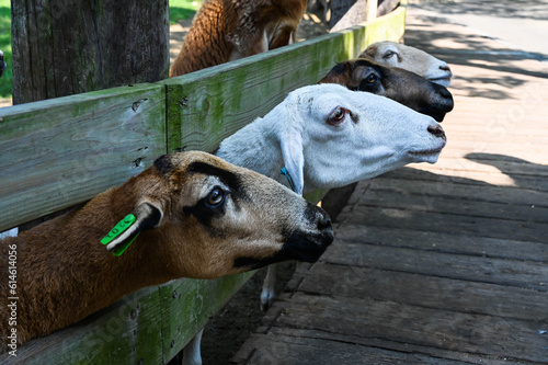 Miaoli, Taiwan - APR 12, 2021: People are feeding goats in the ranch.