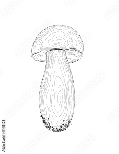 Outline champignon mushrooms Vector illustration drawn, toadstool, fly agaric, white toadstool, contour mushrooms isolated on a white background. Vector icon illustration of mushroom champignon..