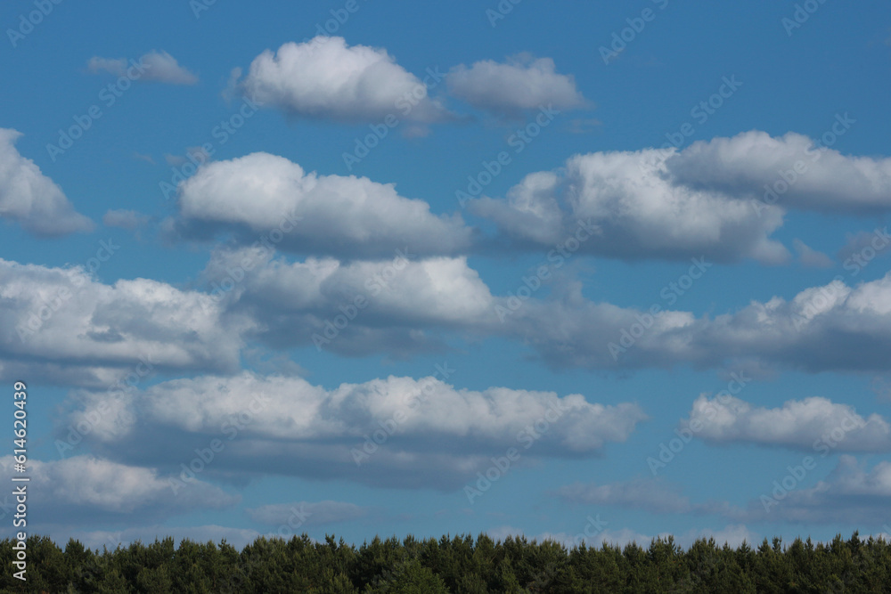 Sky with clouds over the forest. Natural background.