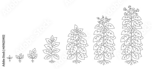 Tobacco plant growing cycle. Growing stages. Harvest progression. Editable outline stroke. Vector line.
