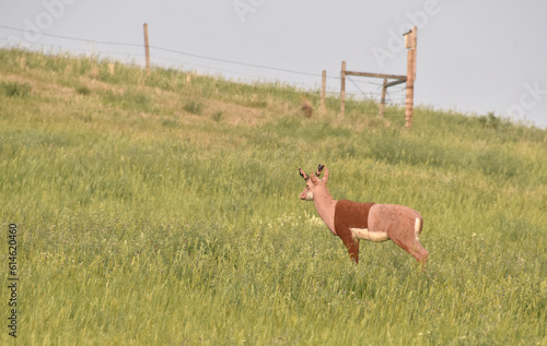 3D styrofoam target, Pronghorn 
Antelope or deer shaped, for archery practice on a green, grassy hill, trees in background.