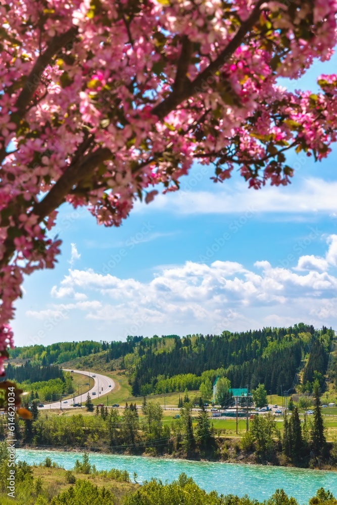 Naklejka premium Pink Flowers Framing The Bow River Valley