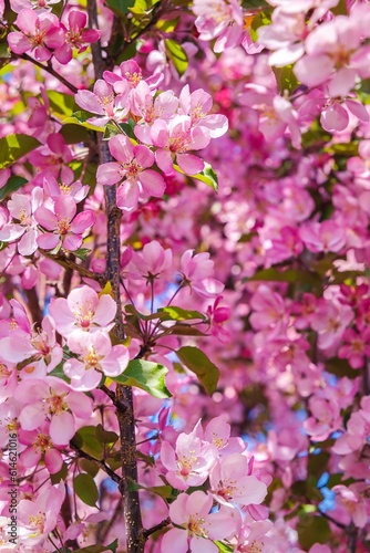 Pink Cherry Blossoms In The Spring
