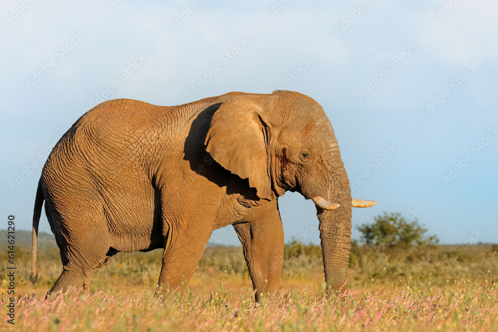 Fototapeta premium Large African elephant bull (Loxodonta africana), Etosha National Park, Namibia.