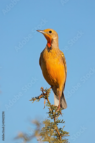 A Cape longclaw (Macronyx capensis) perched on a branch against a blue sky, South Africa. photo