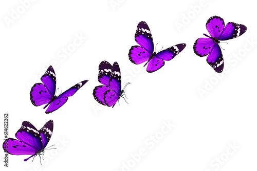 Beautiful purple butterfly