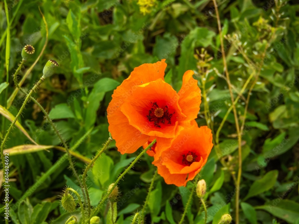 a couple of wild flowers - bright red poppies among green grass in a meadow on a sunny summer day a couple of wild flowers - bright red poppies among green grass in a meadow on a sunny summer day