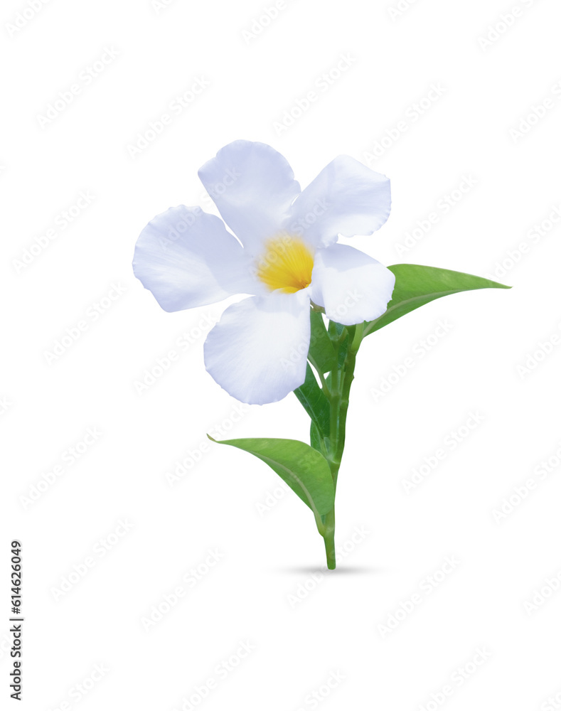 White rose dipladenia isolated on white background