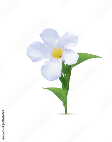 White rose dipladenia isolated on white background