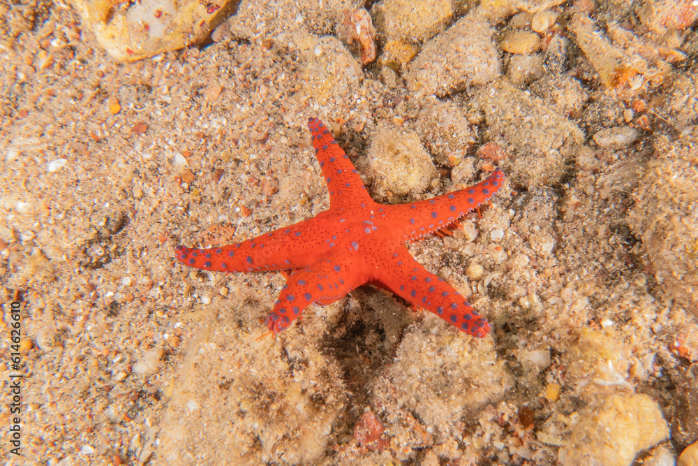 Starfish On the seabed in the Red Sea, Eilat Israel
Starfish On the seabed in the Red Sea, Eilat Israel