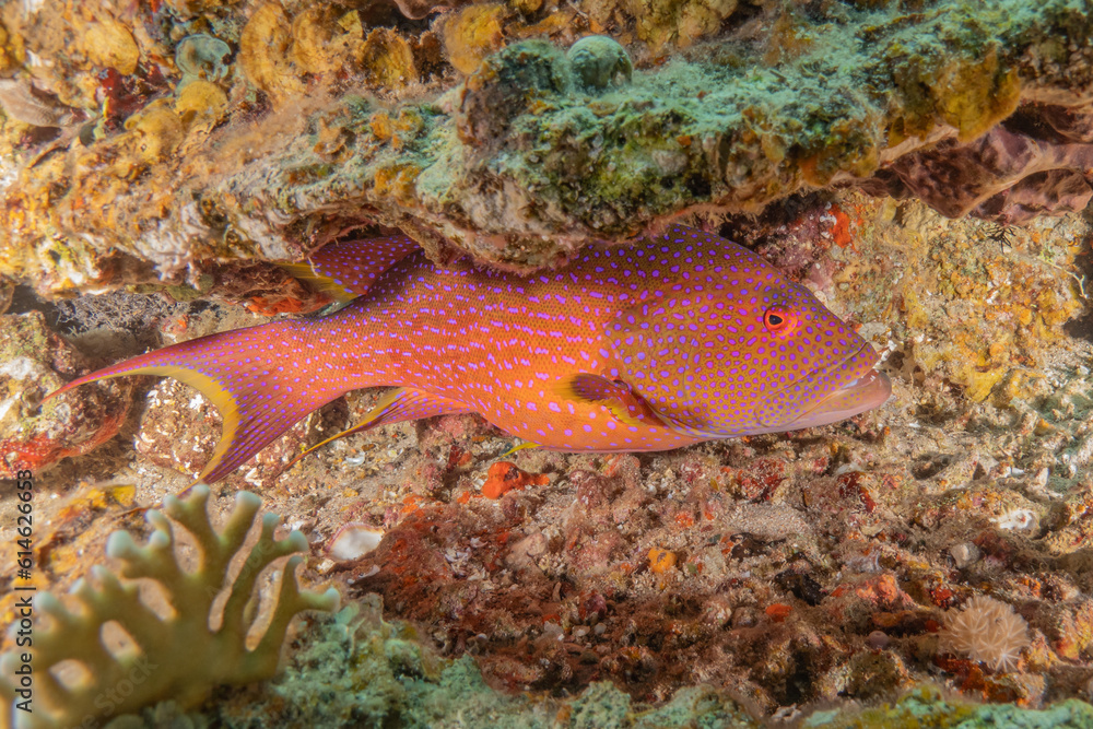 Fish swimming in the Red Sea, colorful fish, Eilat Israel
Fish swimming in the Red Sea, colorful fish, Eilat Israel