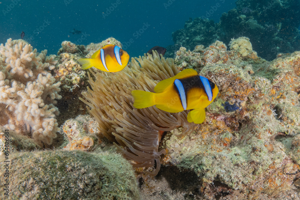 Clownfish in the Red Sea Colorful and beautiful, Eilat Israel
Clownfish in the Red Sea Colorful and beautiful, Eilat Israel