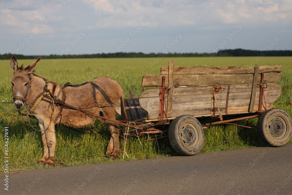 Obraz premium Poser donkey with cart in Teleorman, Romania