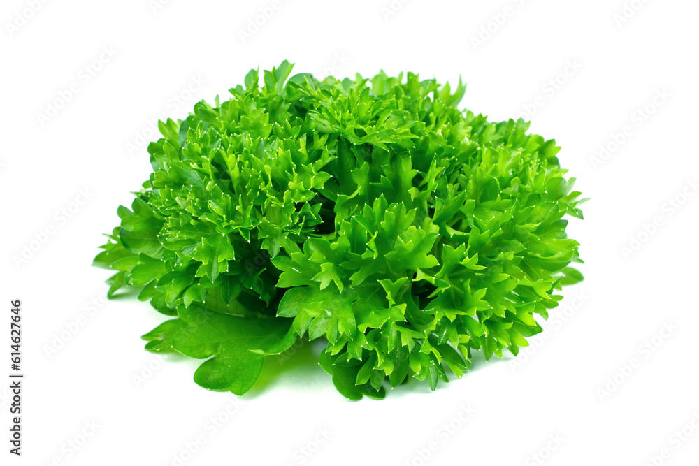 Fototapeta premium Lush fresh parsley on a white background. Bunch of fresh herbs for salad.