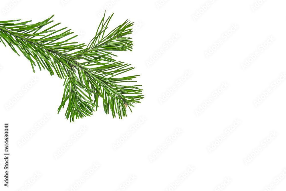 fir branche. Spruce branche png, pine, spruce. Christmas decorations. fir branche. Spruce branche png, pine, spruce. Christmas decorations.