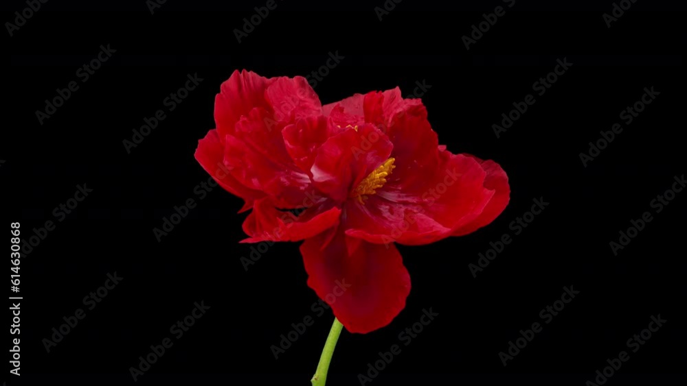 Timelapse of red peony flower blooming on black background, close-up. Valentine's Day concept. Mother's day, Holiday, Love, birthday background design. 4K UHD video timelapse Timelapse of red peony flower blooming on black background, close-up. Valentine's Day concept. Mother's day, Holiday, Love, birthday background design. 4K UHD video timelapse