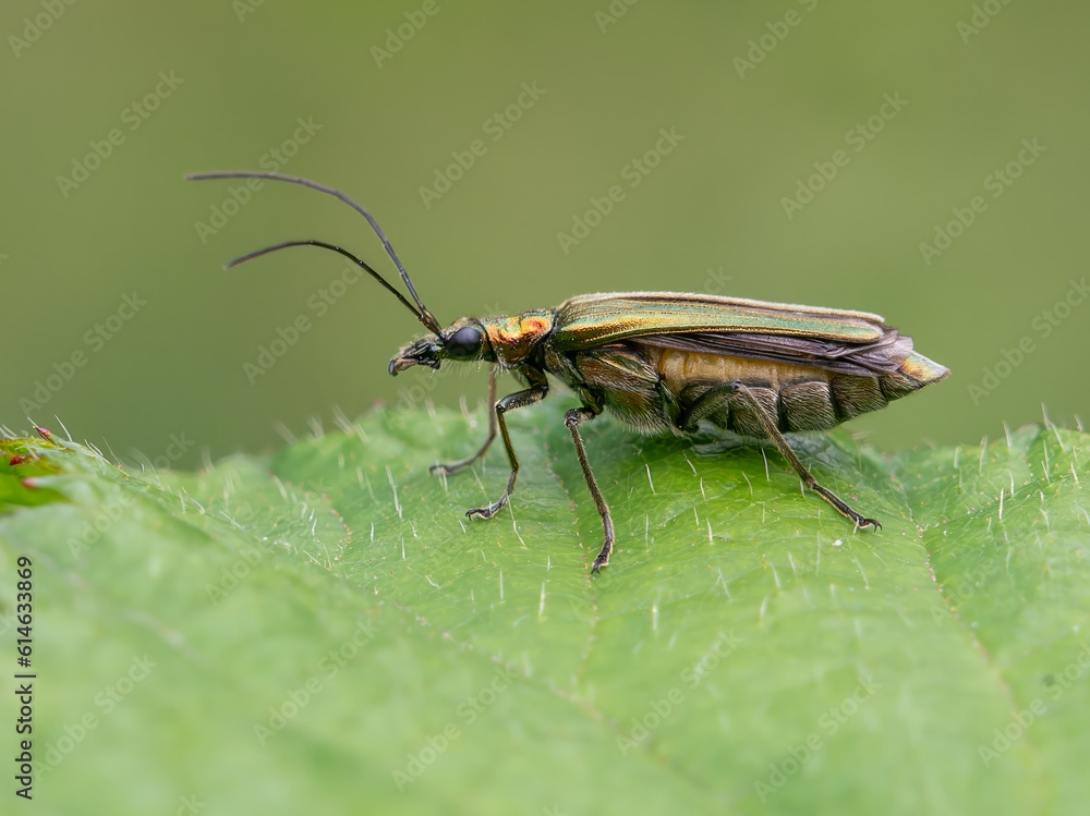 Thick legged flower beetle female Thick legged flower beetle female