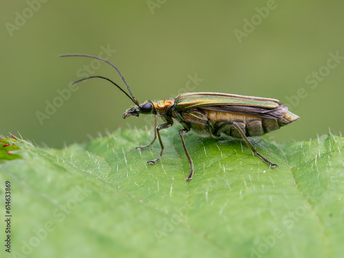 Thick legged flower beetle female