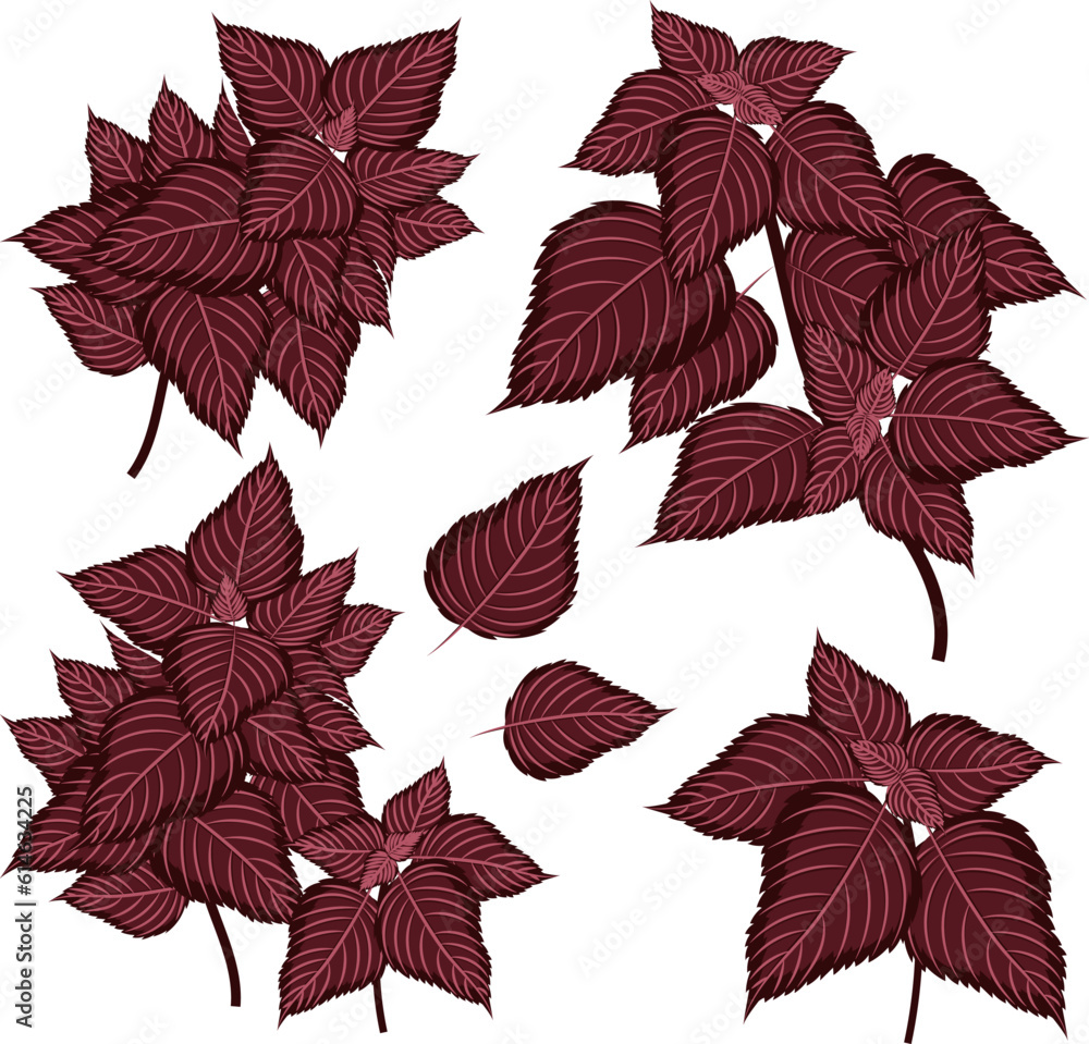 Basil. Set of branches and leaves of purple basil. Vector illustration.