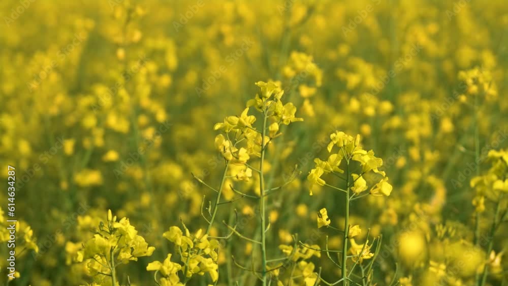 Huge field of flowering rapeseed, canola flowers swaying in wind close up. Work in agronomic farm for business and production organic food Huge field of flowering rapeseed, canola flowers swaying in wind close up. Work in agronomic farm for business and production organic food