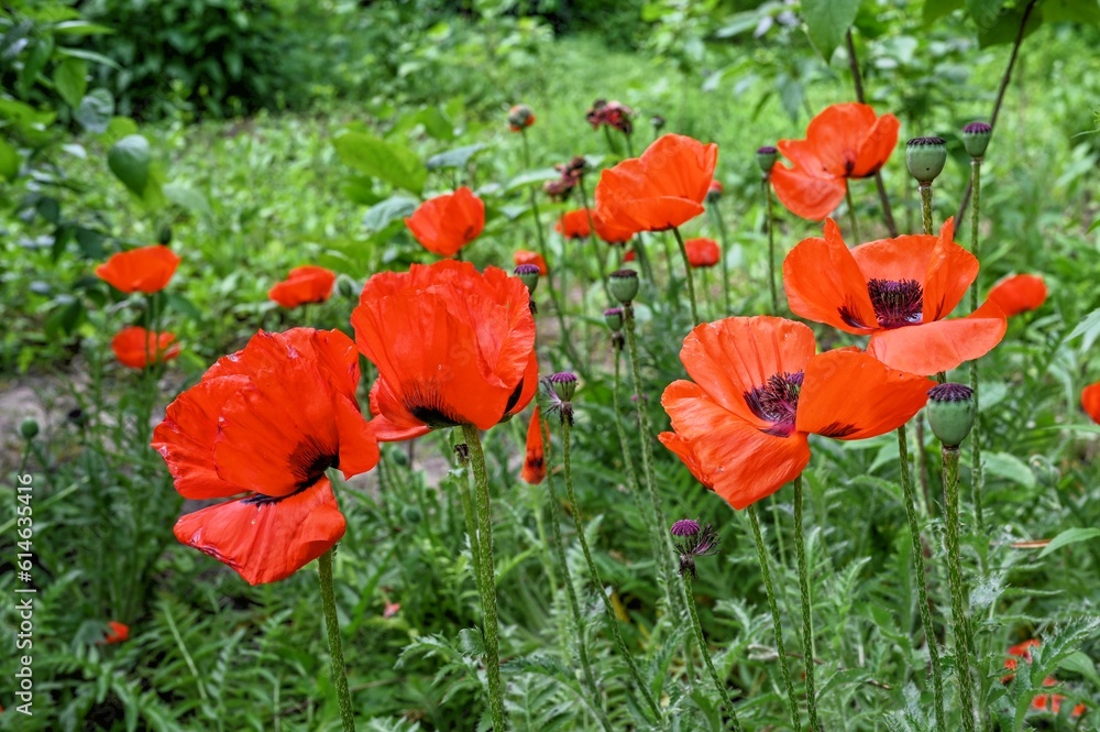 Red poppy flower on green leaves background Red poppy flower on green leaves background