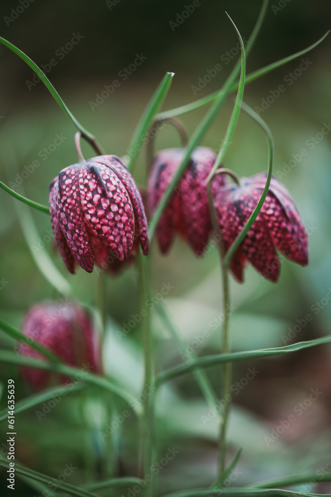Close up of checkered lily fritillaria flowers in spring garden. Close up of checkered lily fritillaria flowers in spring garden.