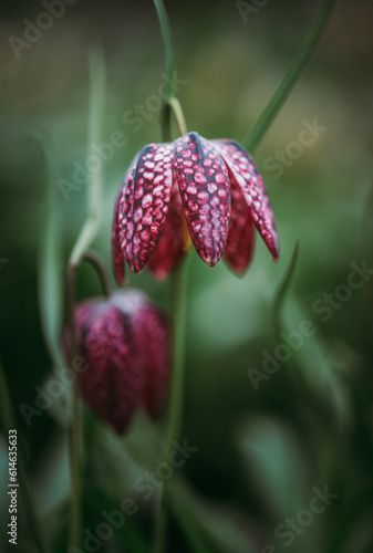 Close up of checkered lily fritillaria flowers in spring garden.