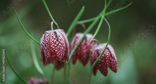 Close up of checkered lily fritillaria flowers in spring garden.