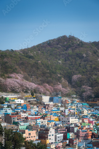 Gamcheon Culture Village with cherry blossoms blooming on the mountain © Cavan