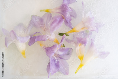 Purple alstromeria, floating in block of ice, on white backgroun photo