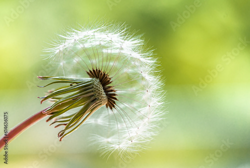 Close up of fluffy head of dandelion flower against green background.