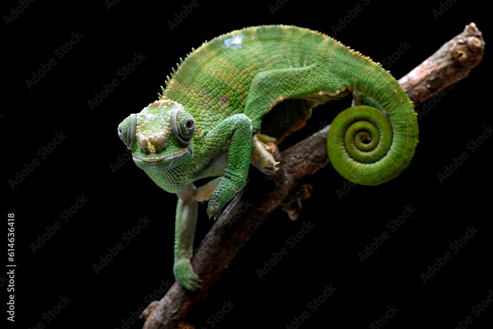 Fototapeta premium Female fischer chameleon on a black background