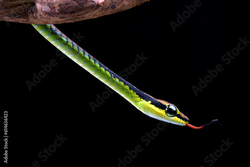 Close up photo of a painted bronzeback snake photo