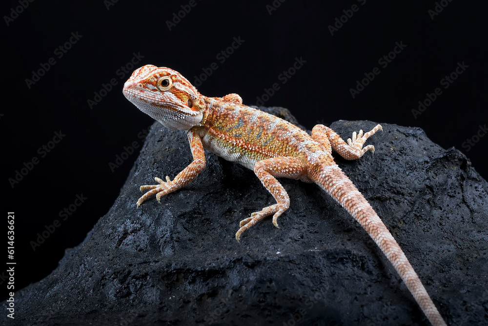 Fototapeta premium Bearded dragon on the rock with black background
