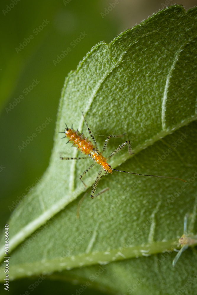 Assassin bug nymph insect rests on green leaf Assassin bug nymph insect rests on green leaf