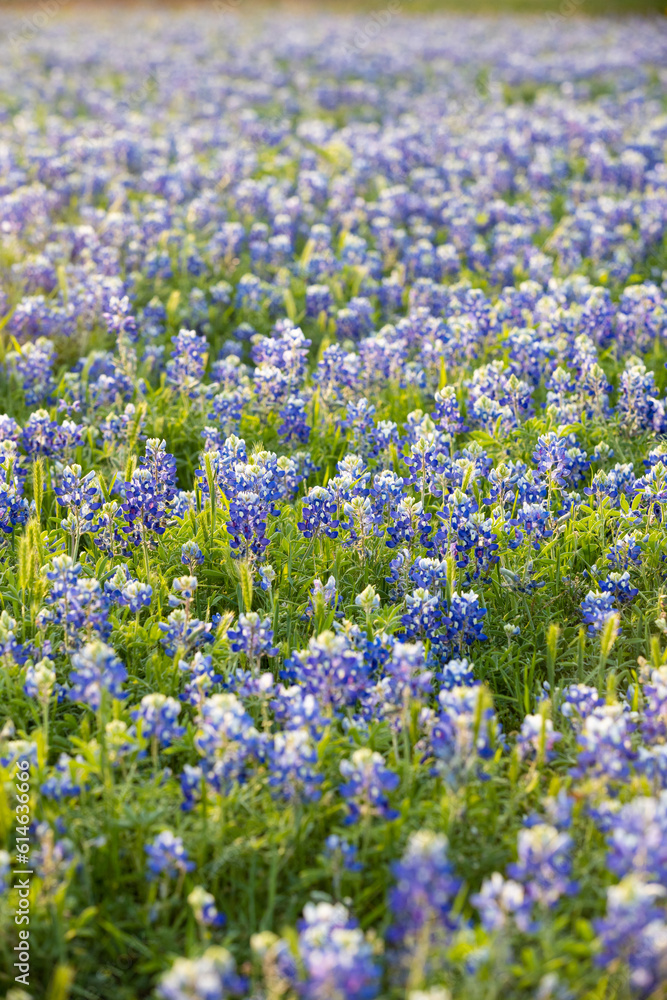 A field of bluebonnets during springtime