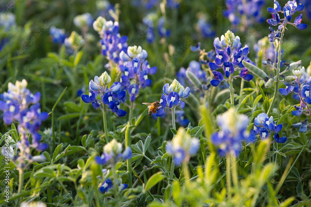 Obraz premium A bee in a field of bluebonnets