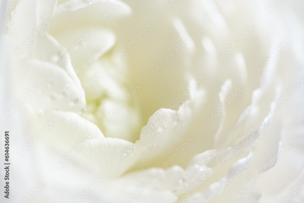 Detail of white ranunculus petals Detail of white ranunculus petals
